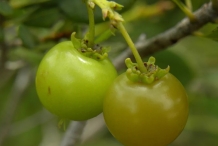 Maturing-fruits-of-Locust-berry