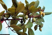 Immature-fruits of Gabon Plum tree