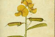 Plant-Illustration-of-Gray-Rattlebox