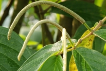 Immature-fruits-of-Spiked-pepper