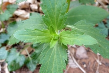 Leaves-of-American-dragonhead