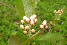 Flowering-Buds-of-Red-Chokeberry