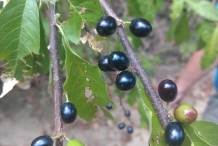 Mature-fruits-of-Buckthorn-bully