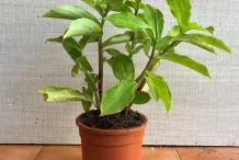 Insulin-plant-grown-on-pot